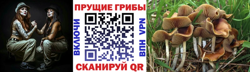 Галлюциногенные грибы ЛСД  KRAKEN ONION  Махачкала 